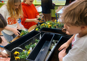 Uczniowie klas starszych sadzą kwiatki bratki do długich doniczek.